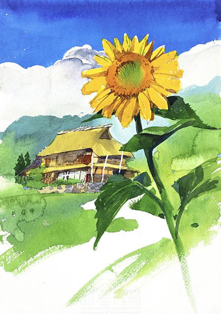 イラスト＆写真のストックフォトwaha（ワーハ）　自然、風景、夏、ほのぼの、開放感、農村、農家、田畑、田舎、古民家、茅葺き屋根、庭先、植物、花、ヒマワリ、咲く、元気、青空、雲、情緒、風情、日本、水彩　金 斗鉉　11-0750c