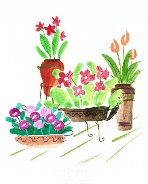 イラスト＆写真のストックフォトwaha（ワーハ）　花、インテリア、ガーデンライフ、植物、咲く、満開、育てる、華やか、植木鉢、飾る　広瀬 明人　11-0906b