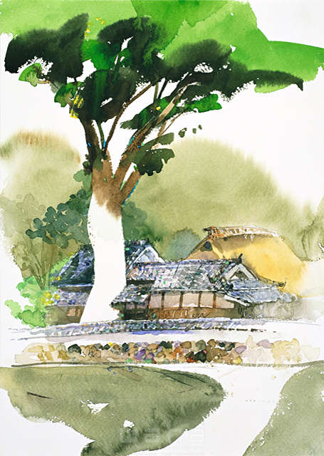 イラスト＆写真のストックフォトwaha（ワーハ）　春、自然、風景、ほのぼの、大木、樹木、庭木、農村、農家、田舎、古民家、茅葺き屋根、瓦屋根、庭先、玄関先、静か、情緒、風情、日本、奈良、水彩　金 斗鉉　12-1162c