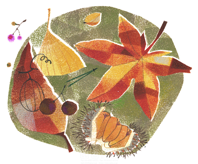 イラスト＆写真のストックフォトwaha（ワーハ）　秋、樹木、葉、花、果実、実りの秋、紅葉、もみじ、楓、かえで、落ち葉、枯れ葉、いがぐり、栗、イチョウ、いちょう、木の実、松葉　石橋 富士子　15-0673a
