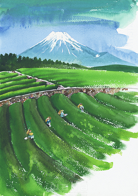 山間の茶畑　油彩画