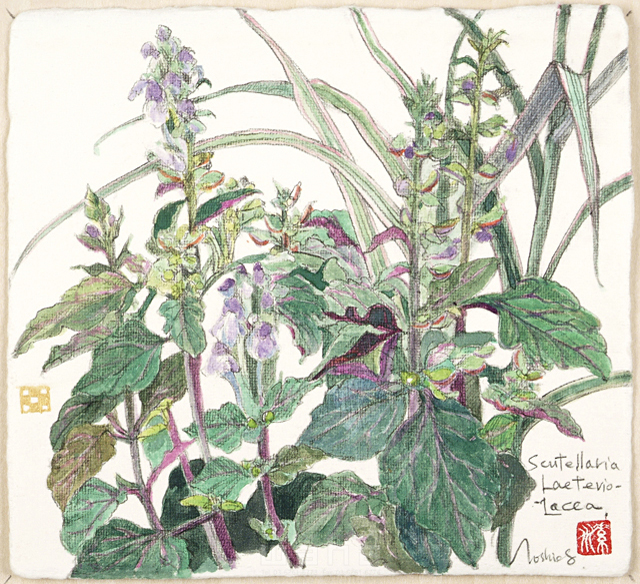イラスト＆写真のストックフォトwaha（ワーハ）　植物、花、草花、自然、ナチュラル、ガーデンライフ、エコ、エコロジー、水彩、春、しそばたつなみそう、紫蘇葉立浪草　素水　18-3516b