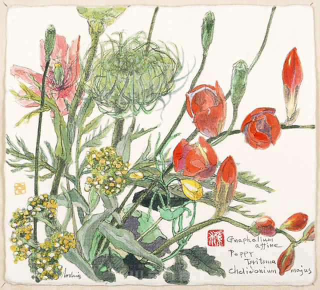 イラスト＆写真のストックフォトwaha（ワーハ）　植物、花、草花、自然、ナチュラル、ガーデンライフ、エコ、エコロジー、水彩、夏、トリトニア、他　素水　18-3556b