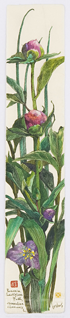 イラスト＆写真のストックフォトwaha（ワーハ）　植物、花、草花、自然、ナチュラル、ガーデンライフ、エコ、エコロジー、水彩、春、しゃくやく、芍薬、つゆくさ、露草　素水　18-3599b