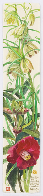 イラスト＆写真のストックフォトwaha（ワーハ）　植物、花、草花、自然、ナチュラル、ガーデンライフ、エコ、エコロジー、水彩、春、つばき、椿、ばいも、貝母　素水　18-3612b
