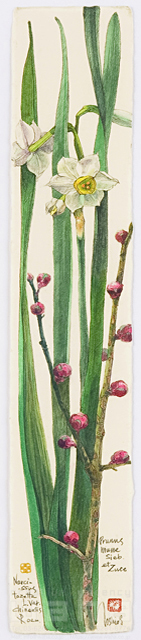 イラスト＆写真のストックフォトwaha（ワーハ）　植物、花、草花、自然、ナチュラル、ガーデンライフ、エコ、エコロジー、水彩、春、すいせん、水仙、こうばい、紅梅　素水　18-3614b