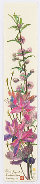 イラスト＆写真のストックフォトwaha（ワーハ）　植物、花、草花、自然、ナチュラル、ガーデンライフ、エコ、エコロジー、水彩、春、みつばつつじ、三葉躑躅、ゆすらうめ、山桜桃　素水　18-3617b