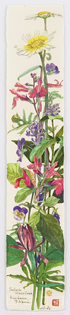イラスト＆写真のストックフォトwaha（ワーハ）　植物、花、草花、自然、ナチュラル、ガーデンライフ、エコ、エコロジー、水彩、夏、しゅんぎくの花、春菊、セイジ、黒ロウバイ　素水　18-3622b