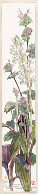 イラスト＆写真のストックフォトwaha（ワーハ）　植物、花、草花、自然、ナチュラル、ガーデンライフ、エコ、エコロジー、水彩、夏、しゅすらん、繻子蘭、ほとけのざ、仏の座　素水　18-3628b