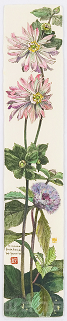 イラスト＆写真のストックフォトwaha（ワーハ）　植物、花、草花、自然、ナチュラル、ガーデンライフ、エコ、エコロジー、水彩、秋、しゅうめいぎく、秋明菊　素水　18-3631b