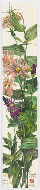 イラスト＆写真のストックフォトwaha（ワーハ）　植物、花、草花、自然、ナチュラル、ガーデンライフ、エコ、エコロジー、水彩、秋、きく、菊　素水　18-3632b