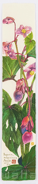イラスト＆写真のストックフォトwaha（ワーハ）　植物、花、草花、自然、ナチュラル、ガーデンライフ、エコ、エコロジー、水彩、秋、しゅうかいどう、秋海棠　素水　18-3634b