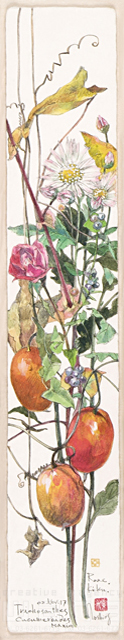 イラスト＆写真のストックフォトwaha（ワーハ）　植物、花、草花、自然、ナチュラル、ガーデンライフ、エコ、エコロジー、水彩、秋、からすうり、烏瓜　素水　18-3635b