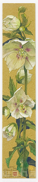 イラスト＆写真のストックフォトwaha（ワーハ）　植物、花、草花、自然、ナチュラル、ガーデンライフ、エコ、エコロジー、水彩、春、クリスマスローズ　素水　18-3641b