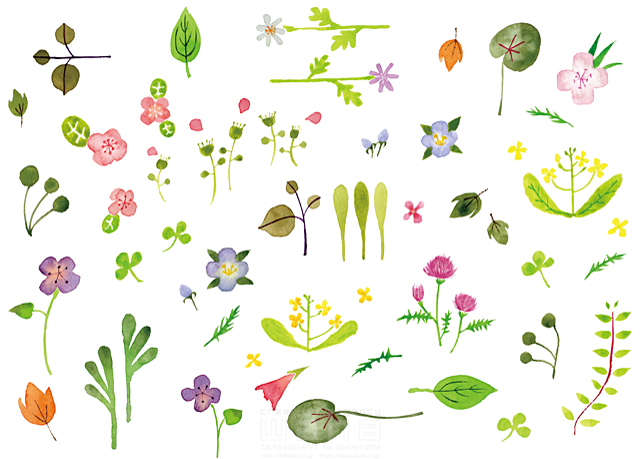 イラスト＆写真のストックフォトwaha（ワーハ）　自然、植物、野の花、花、野原、エコロジー、ナチュラル、春、夏、水彩、やわらかい、かわいい、白バック　naginohi　18-4028b