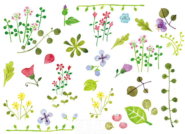 イラスト＆写真のストックフォトwaha（ワーハ）　自然、植物、野の花、花、野原、エコロジー、ナチュラル、春、夏、水彩、やわらかい、かわいい、白バック　naginohi　18-4029b