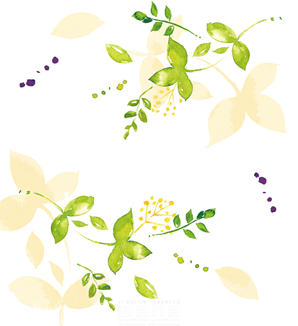 イラスト＆写真のストックフォトwaha（ワーハ）　自然、植物、葉っぱ、ミモザ、ナチュラル、ガーデンライフ、エコ、シック、やさしい、ピュア、水彩、白バック　たけもと えりこ　18-4240b