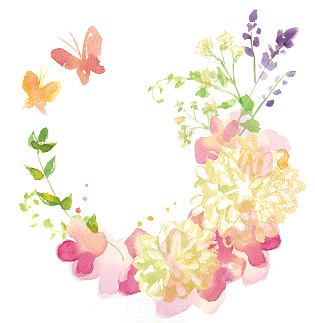 イラスト＆写真のストックフォトwaha（ワーハ）　自然、植物、花、花輪、リース、ラベンダー、ピンポンマム、蝶、華やか、ピュア、きれい、ナチュラル、エコ、ガーデンライフ、水彩、白バック　たけもと えりこ　18-4250b