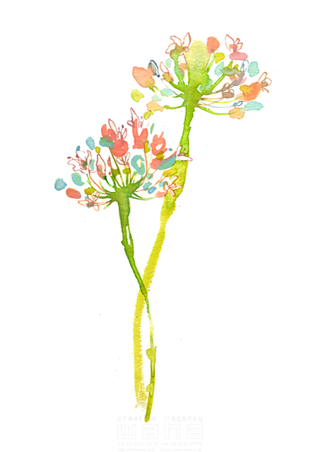 イラスト＆写真のストックフォトwaha（ワーハ）　植物、花、自然、エコ、ナチュラル、カラフル、かわいい、水彩、おしゃれ、白バック　Hiroe　18-4352b