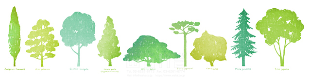 イラスト＆写真のストックフォトwaha（ワーハ）　自然、植物、エコ、ナチュラル、葉っぱ、木、樹、林、森、クスノキ、楠、シナノキ、柚子、モミの木、柔らかい、やさしい、ピュア、水彩、白バック　ことり寧子　18-4362a