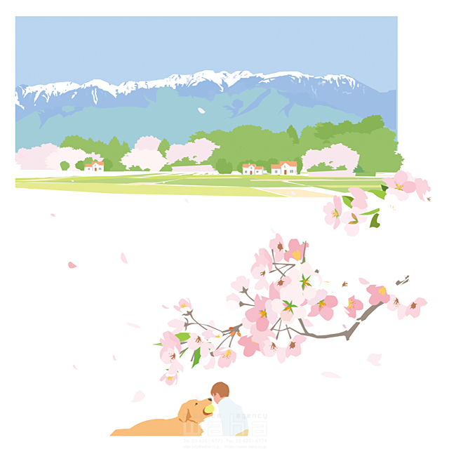 イラスト＆写真のストックフォトwaha（ワーハ）　季節、春、風景、花、桜、人物、子供、男の子、ペット、犬　都筑 みなみ　18-5250c