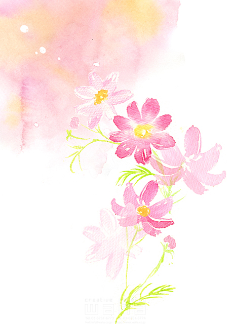 イラスト＆写真のストックフォトwaha（ワーハ）　植物、秋、コスモス、花　たけもと えりこ　18-5475a