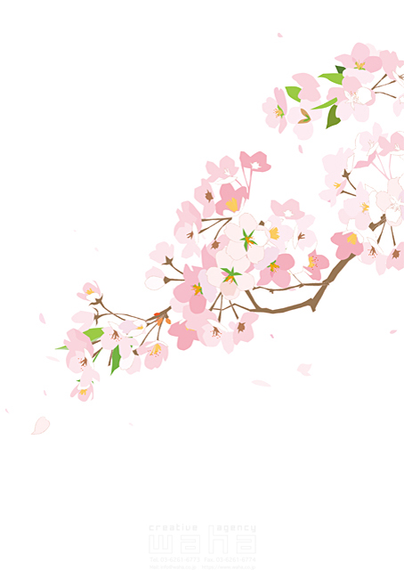 イラスト＆写真のストックフォトwaha（ワーハ）　植物、桜、春　都筑 みなみ　18-5877b