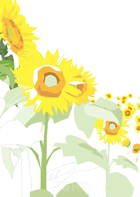 イラスト＆写真のストックフォトwaha（ワーハ）　植物、花、向日葵、ひまわり、夏　都筑 みなみ　18-5888b