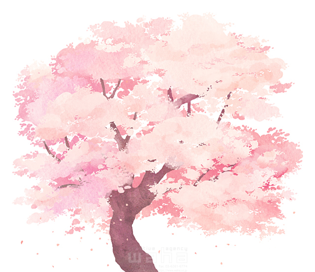 イラスト＆写真のストックフォトwaha（ワーハ）　植物、花、桜、春　ことり寧子　18-6377c