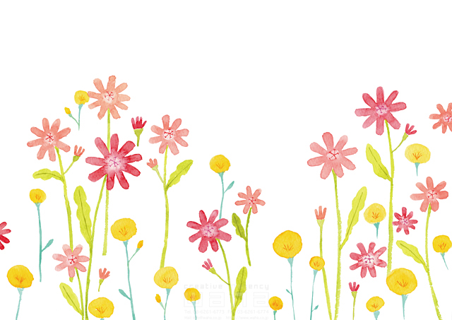 イラスト＆写真のストックフォトwaha（ワーハ）　植物、花、野花、デイジー　naginohi　18-6391b