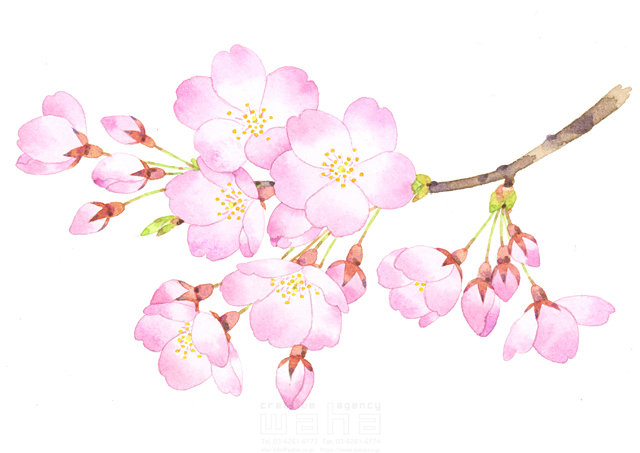 イラスト＆写真のストックフォトwaha（ワーハ）　植物、花、自然、桜、春、枝、風景、季節、入学式、お祝い、お花見、4月、絵、水彩画、樹木、蕾、サクラ、記念日　遊木 あかり　19-0163b