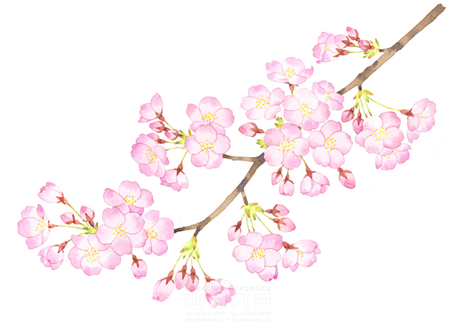 イラスト＆写真のストックフォトwaha（ワーハ）　植物、花、自然、桜、春、枝、風景、季節、入学式、お祝い、お花見、4月、絵、水彩画、樹木、蕾、サクラ、記念日　遊木 あかり　19-0164b