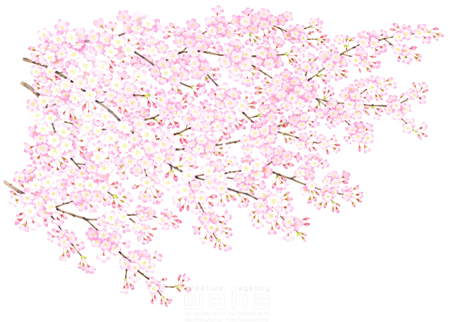 イラスト＆写真のストックフォトwaha（ワーハ）　植物、花、自然、桜、春、枝、風景、季節、入学式、お祝い、お花見、4月、絵、水彩画、樹木、蕾、サクラ、記念日、満開　遊木 あかり　19-0165c