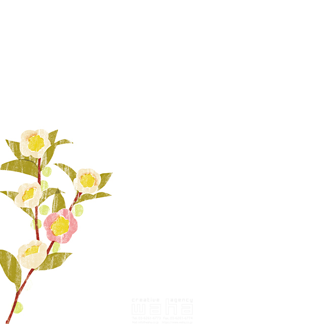 イラスト＆写真のストックフォトwaha（ワーハ）　版画風、植物、フリースペース、花、秋、茶の花　谷 和　19-1069a