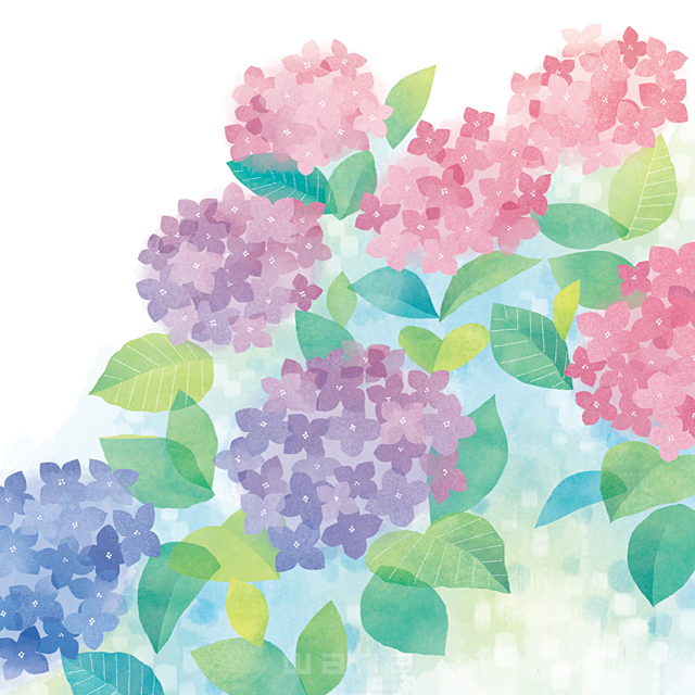 季節 梅雨 自然 植物 あじさい 紫陽花 花 エコロジー 優しい きれい イラスト作品紹介 イラスト 写真のストックフォトwaha ワーハ カンプデータは無料