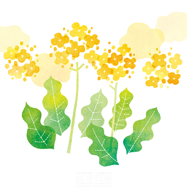 水彩 植物 花 葉 四季 季節 春 エコロジー 自然 ナチュラル やさしい 柔らかい ピュア イラスト作品紹介 イラスト 写真のストックフォトwaha ワーハ カンプデータは無料