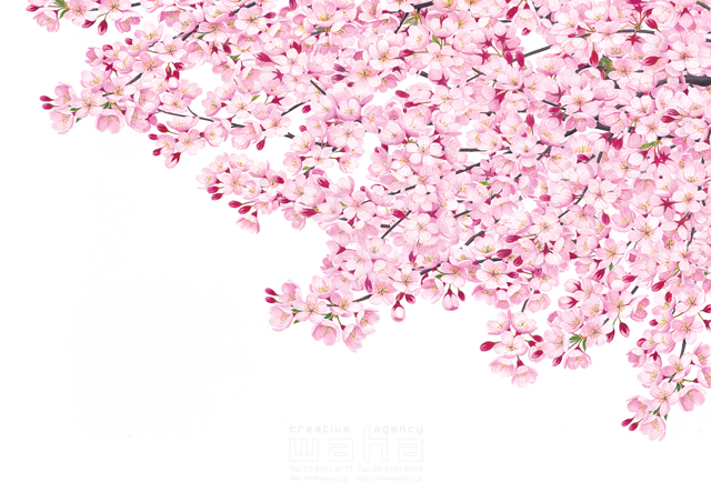 イラスト＆写真のストックフォトwaha（ワーハ）　桜、さくら、サクラ、花、植物、自然、エコロジー、春、季節、入学式、卒業式、リアル　鈴木 吉男　19-2856c
