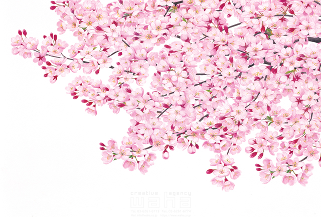 イラスト＆写真のストックフォトwaha（ワーハ）　桜、さくら、サクラ、花、植物、自然、エコロジー、春、季節、入学式、卒業式、リアル　鈴木 吉男　19-2857c