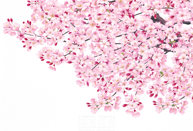イラスト＆写真のストックフォトwaha（ワーハ）　桜、さくら、サクラ、花、植物、自然、エコロジー、春、季節、入学式、卒業式、リアル　鈴木 吉男　19-2858c