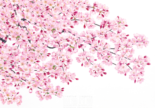 イラスト＆写真のストックフォトwaha（ワーハ）　桜、さくら、サクラ、花、植物、自然、エコロジー、春、季節、入学式、卒業式、リアル　鈴木 吉男　19-2859c