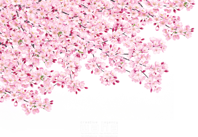 イラスト＆写真のストックフォトwaha（ワーハ）　桜、さくら、サクラ、花、植物、自然、エコロジー、春、季節、入学式、卒業式、リアル　鈴木 吉男　19-2860c