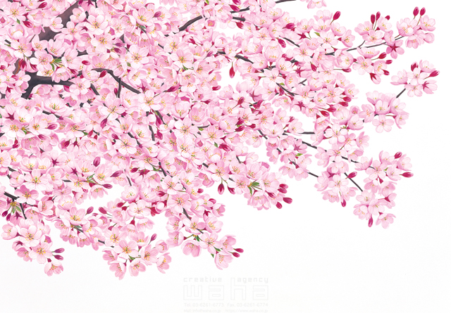 イラスト＆写真のストックフォトwaha（ワーハ）　桜、さくら、サクラ、花、植物、自然、エコロジー、春、季節、入学式、卒業式、リアル　鈴木 吉男　19-2861c