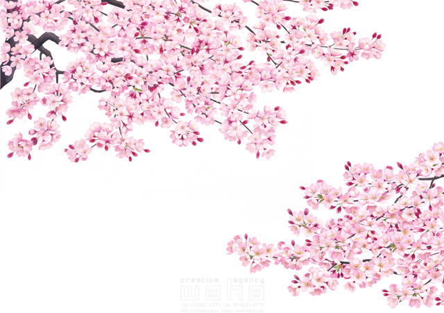 イラスト＆写真のストックフォトwaha（ワーハ）　桜、さくら、サクラ、花、植物、自然、エコロジー、春、季節、入学式、卒業式、リアル　鈴木 吉男　19-2862c