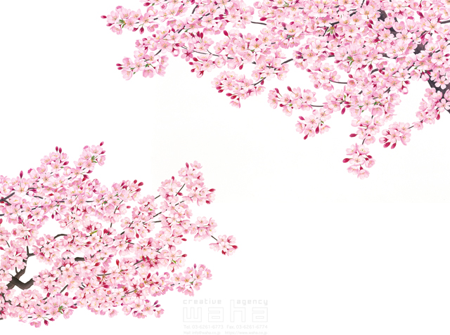 イラスト＆写真のストックフォトwaha（ワーハ）　桜、さくら、サクラ、花、植物、自然、エコロジー、春、季節、入学式、卒業式、リアル　鈴木 吉男　19-2863c