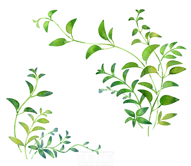 イラスト＆写真のストックフォトwaha（ワーハ）　水彩、草、葉、植物、エコロジー、自然、季節、春、緑　遊木 あかり　20-0010c