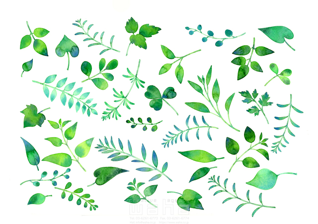 イラスト＆写真のストックフォトwaha（ワーハ）　水彩、草、葉、植物、エコロジー、自然、季節、春、緑　遊木 あかり　20-0012c