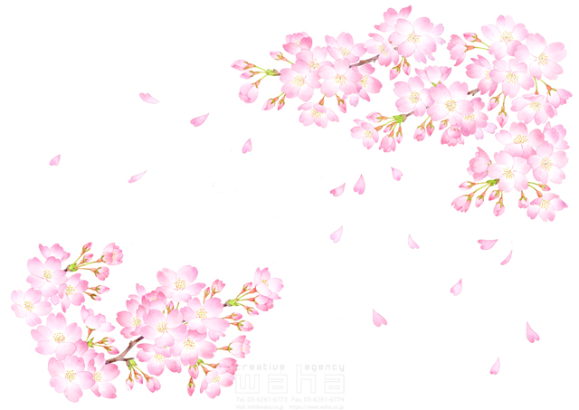 イラスト＆写真のストックフォトwaha（ワーハ）　桜、さくら、サクラ、花、植物、自然、エコロジー、春、季節、入学式、卒業式、リアル　遊木 あかり　20-0013c