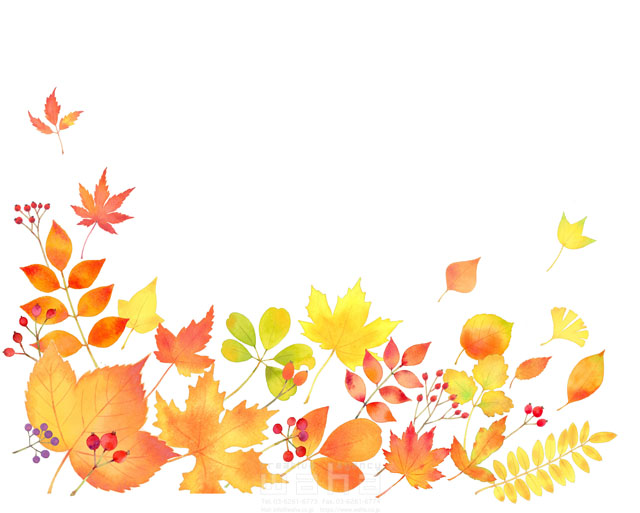 イラスト＆写真のストックフォトwaha（ワーハ）　水彩、秋、季節、紅葉、もみじ、イチョウ、銀杏、葉、落ち葉、自然、植物、エコロジー　遊木 あかり　20-0082b