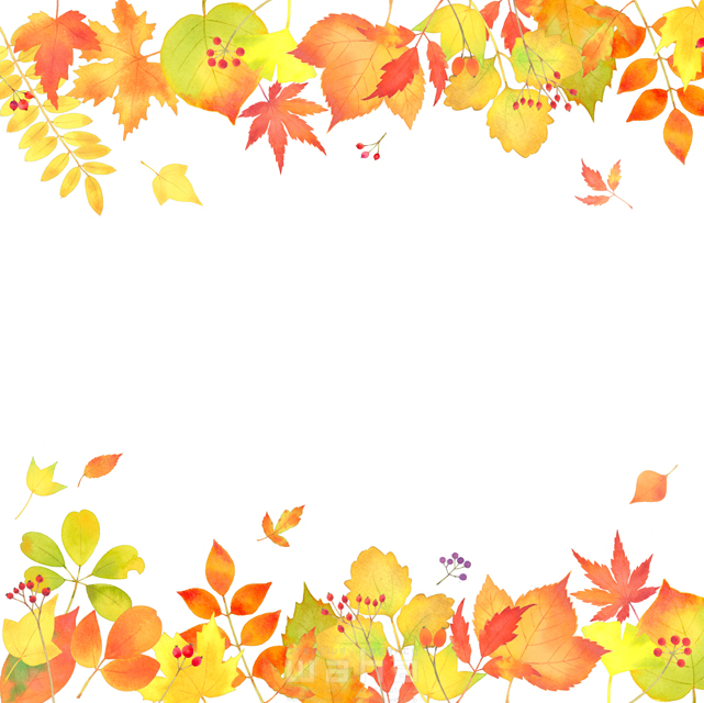 イラスト＆写真のストックフォトwaha（ワーハ）　水彩、秋、季節、紅葉、もみじ、イチョウ、銀杏、葉、落ち葉、自然、植物、エコロジー　遊木 あかり　20-0083b