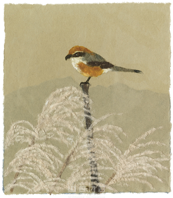 イラスト＆写真のストックフォトwaha（ワーハ）　クラフト、ちぎり絵、風景、日本、田舎、地方、鳥、生き物、生物、モズ、もず、自然、草、すすき、季節、秋　彦坂 禮三　20-0244c